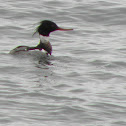 Red breasted Merganser