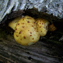 Pholiota adiposa