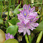 Water Hyacinth