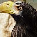 Stellers Sea Eagle