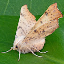 Maple Spanworm