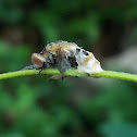 Fly (?)