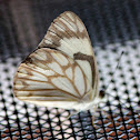 Pioneer White or African Caper White