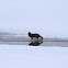 American Mink