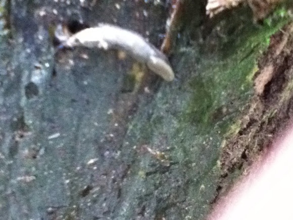 Spotting Image 1
