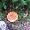 fly agaric