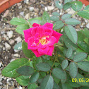 Miniature rose