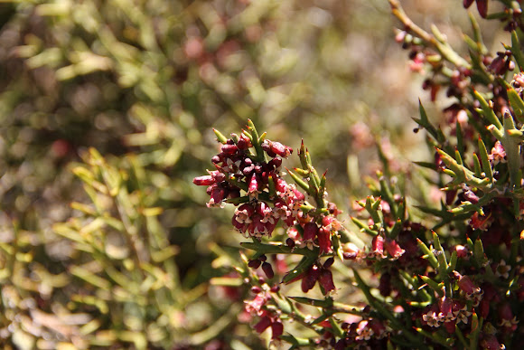 Spotting Image 1