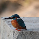 Common Kingfisher