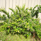 Chinese privet bush