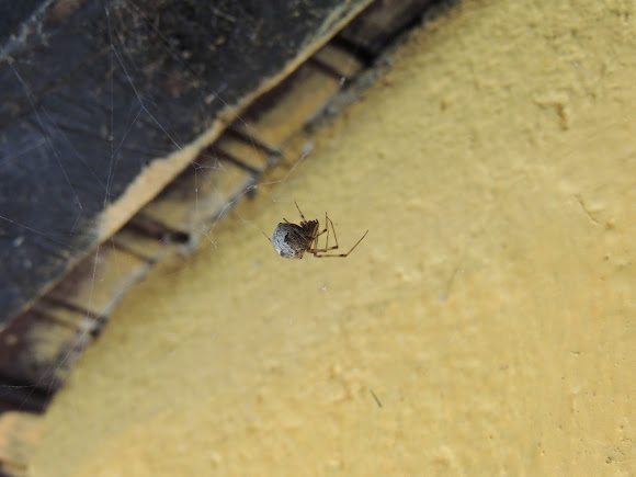 Spotting Image 1
