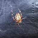 European Garden Spider