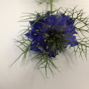 Love in a mist