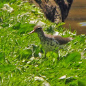 Spotted Sandpiper