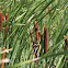 Narrowleaf Cattail