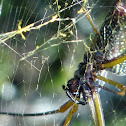 American Golden Orb-web Spider