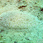 Peacock Sole