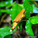Soldier beetle