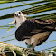 Osprey