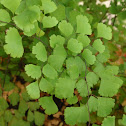 Maidenhair Fern