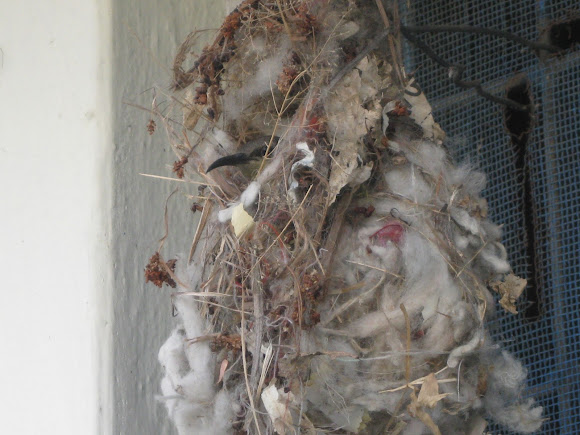Spotting Image 1