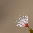 unknown white wildflower