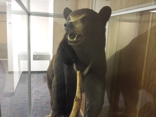 Centennial Hall Black Bear