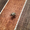 Stink Bug