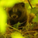 Raccoon dog