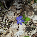 lesser periwinkle