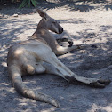 Red Kangaroo
