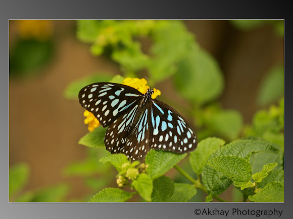 Spotting Image 1