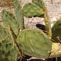 Cacti of Nunavut