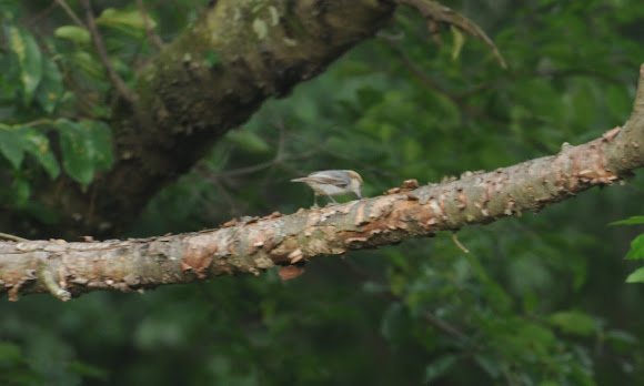 Spotting Image 1