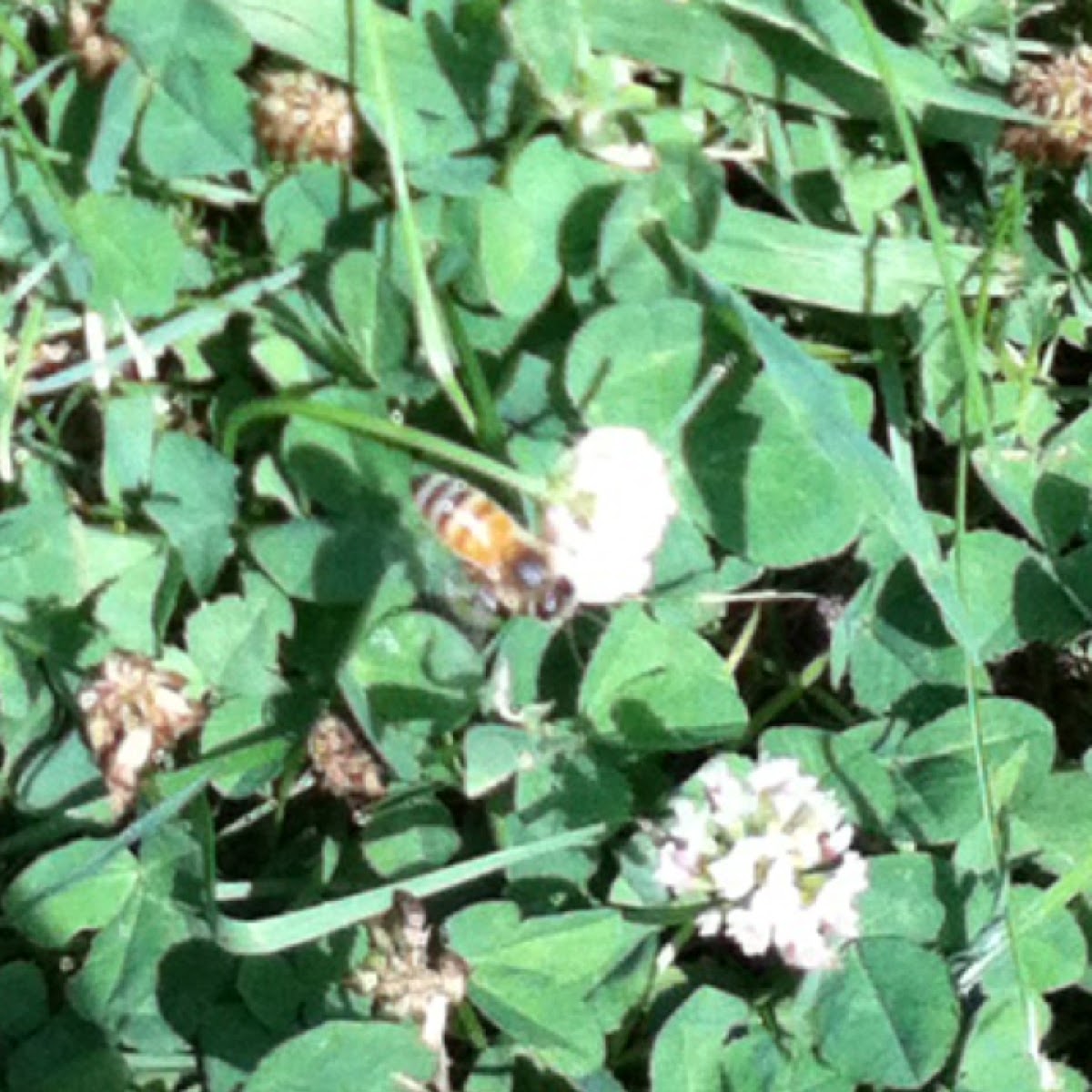 Honey bee