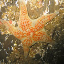 Leather star
