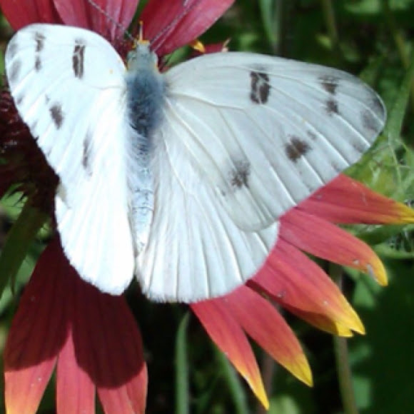 Spotting Image 1