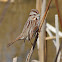 Song Sparrow