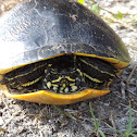 Florida Red Belly
