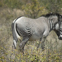 Grevy's zebra