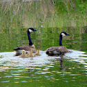 Canada Goose