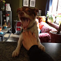 Jack Russell mix