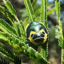 Metallic shield backed bug