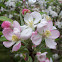 Apple flowers