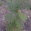 small mimosa tree