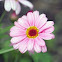 Marguerite Daisy 