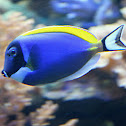 powder blue tang or powderblue surgeonfish