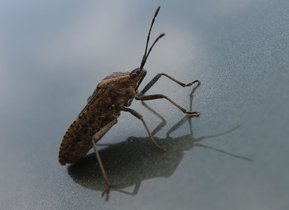 Spotting Image 1