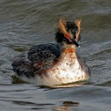 Horned Grebe