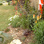 flowerlady's Foundation sunny side of house garden
